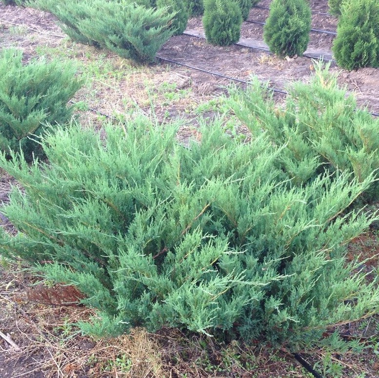 Можжевельник казацкий "Блю Дануб" (Juniperus sabina "Blue Danube")