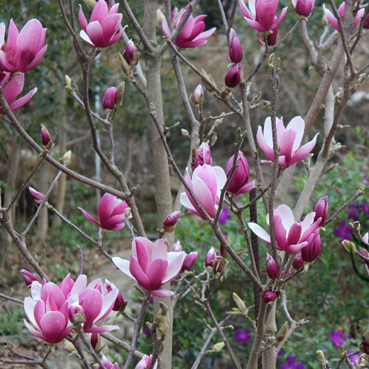 Магнолия обратнояйцевидная "Пурпуреа" (Magnolia obovata "Purpurea")
