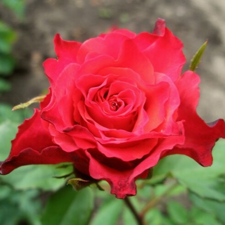 Роза чайно-гибридная "Массай" (Rosa Hybrid Tea "Massay")