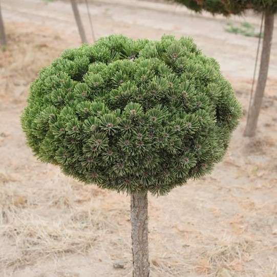 Сосна черная ф. шар (Pinus nigra)
