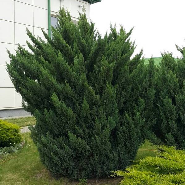 Можжевельник китайский "Монарх" (Juniperus chinensis "Monarch")