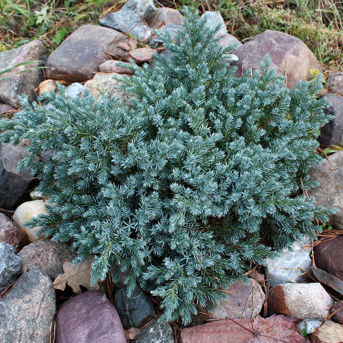 Можжевельник чешуйчатый "Блю Стар" (Juniperus squamata "Blue Star")