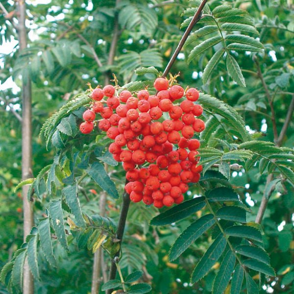 Рябина обыкновенная "Веттра" (Sorbus aucuparia "Wettra")
