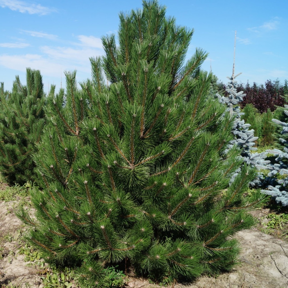 Сосна крымская (Pinus pallasiana)