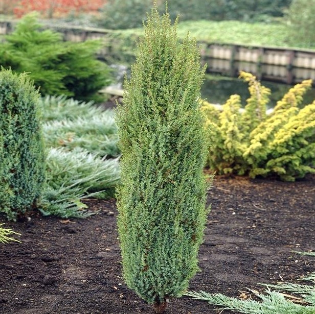 Можжевельник обыкновенный "Арнольд" (Juniperus communis "Arnold")