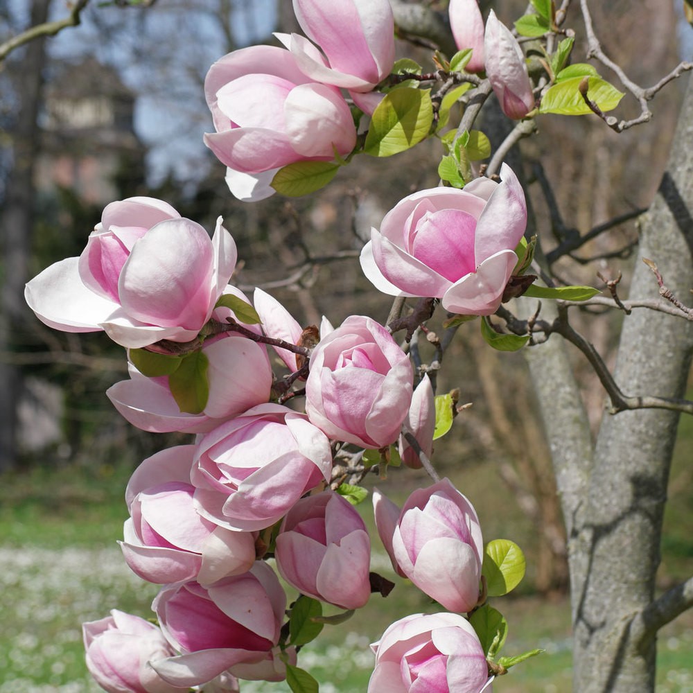 Магнолия Суланжа (Magnolia soulangeana)