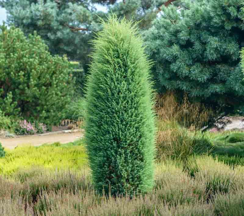Можжевельник обыкновенный (колоновидный) (Juniperus communis)