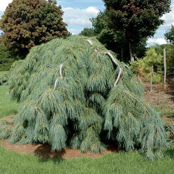 Сосна "Ютоши Пендула" (Pinus "Yotoschi Pendula")