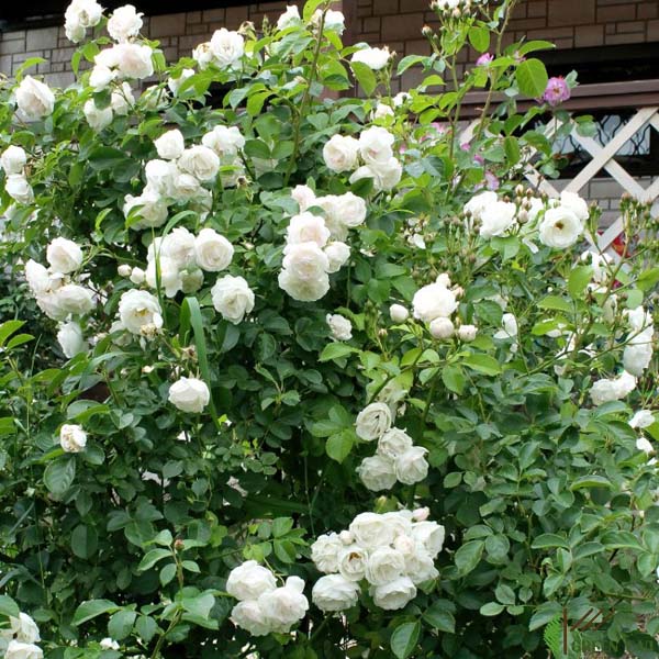 Роза плетистая "Ютерзенер Клостеррозе" (Rosa "Uetersener Klosterrose"))