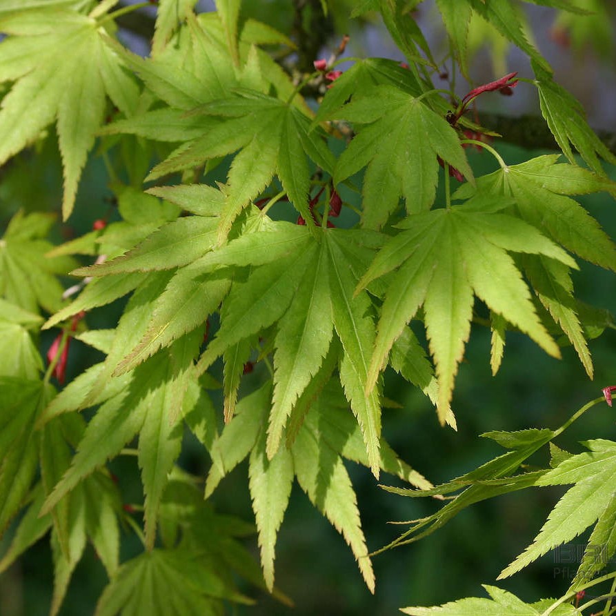 Клен японский (Acer japonicum)