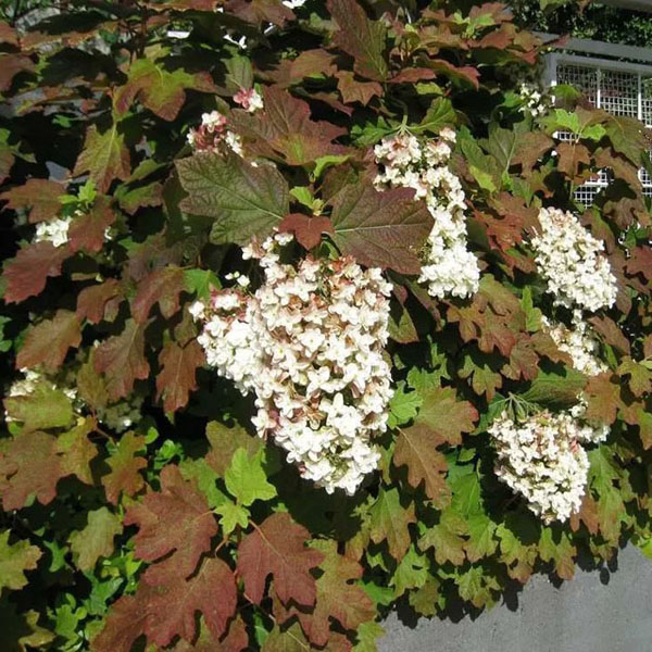 Гортензия дуболистная "Блэк Порч" (Hydrangea quercifolia "Black Porch")