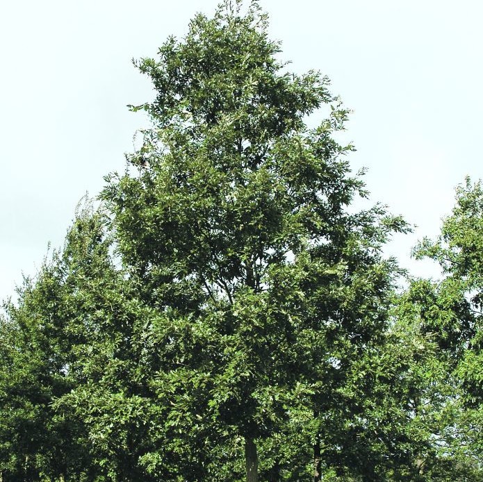 Дуб австрийский (Quercus cerris)