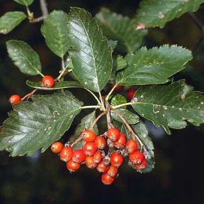 Рябина скандинавская (шведская, промежуточная) (Sorbus intermedia)
