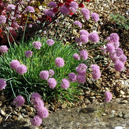 Лук горный "Спиралис" (Allium montanum "Spiralis")