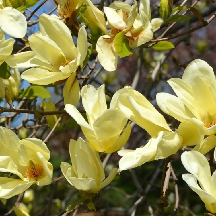 Магнолия гибридная "Элизабет" (Magnolia hybrida "Elizabeth")