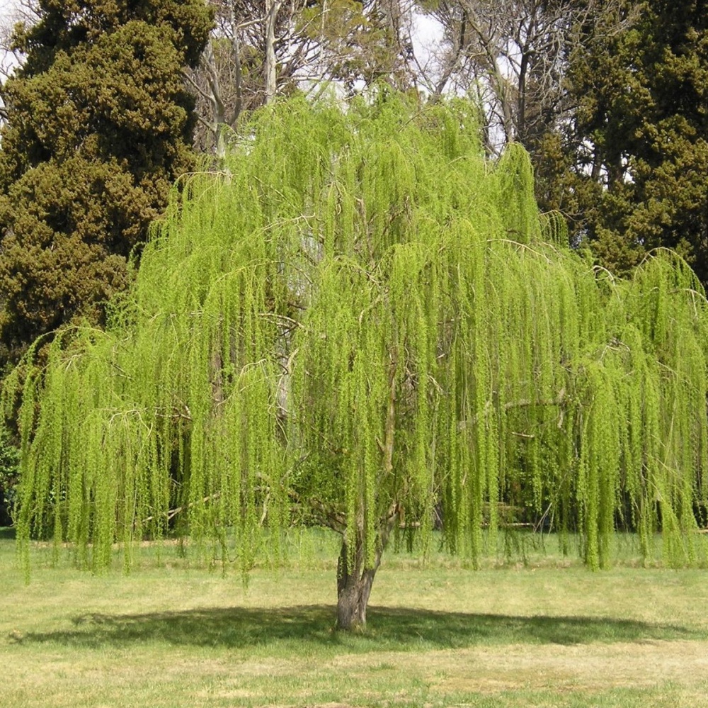 Ива золотистая "Крисокома" (Salix sepulcralis "Chrysocoma")