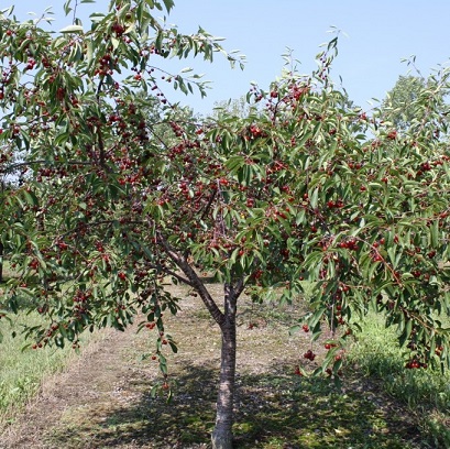 Черешня (5-7 лет) (Prunus)