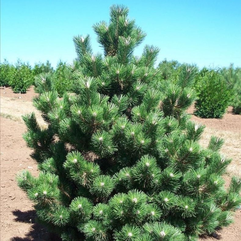 Сосна Тунберга "Тандерхед" (Pinus thunbergii "Thunderhead")