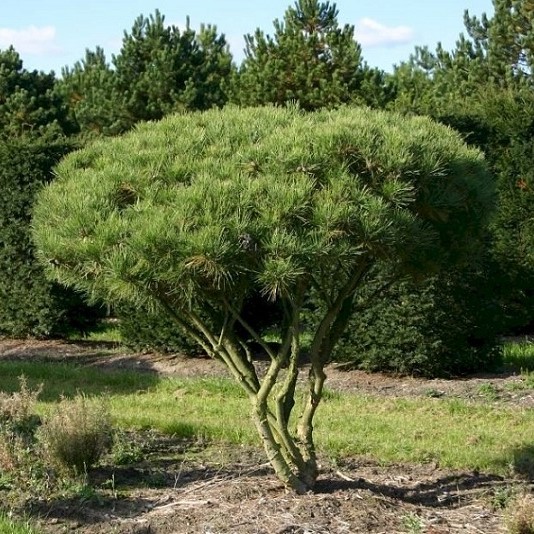 Сосна густоцветковая "Умбракулифера" (Pinus densiflora "Umbraculifera")