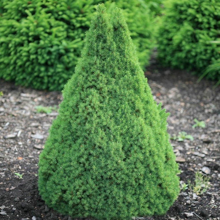 Ель канадская "Коника" (Picea glauca "Conica")