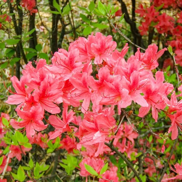 Рододендрон листопадный "Пинк Делайт"(Rhododendron deciduous "Pink Delight"