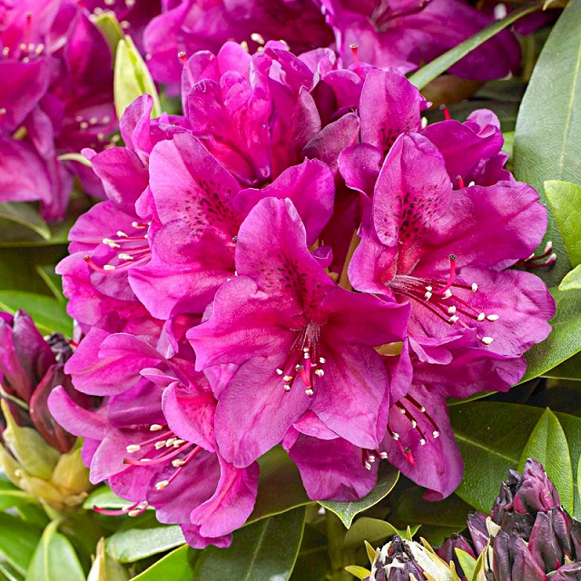 Рододендрон гибридный "Поларнах" (Rhododendron hybrid "Polarnacht")