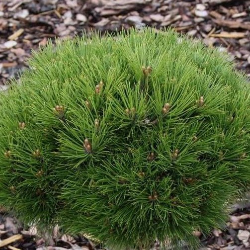 Сосна черная "Мари Брегон" (Pinus nigra "Marie Bregeon")