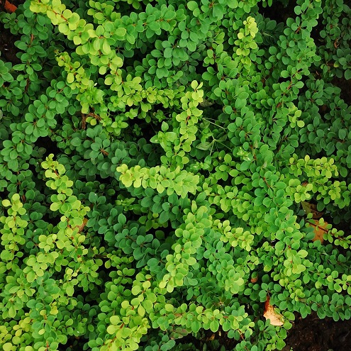 Барбарис Тунберга "Грин Орнамент" (Berberis thunbergii "Green Ornament")