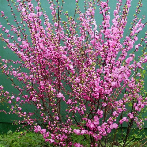 Миндаль трехлопастный, ф. махровая  (Prunus triloba)