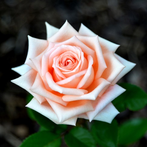 Роза чайно-гибридная "Лоллипоп" (Rosa Hybrid Tea "Lollypop")