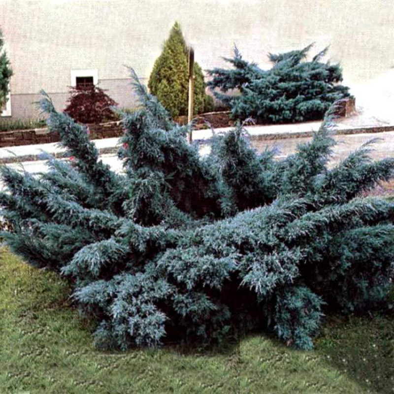 Можжевельник средний "Пфитцериана Глаука" (Juniperus media "Pfitzeriana Glauca")
