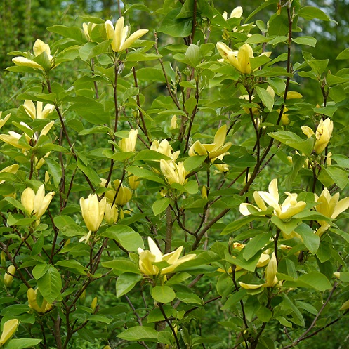 Магнолия бруклинская "Баттерфляй" (Magnolia brooklynensis "Butterfly")