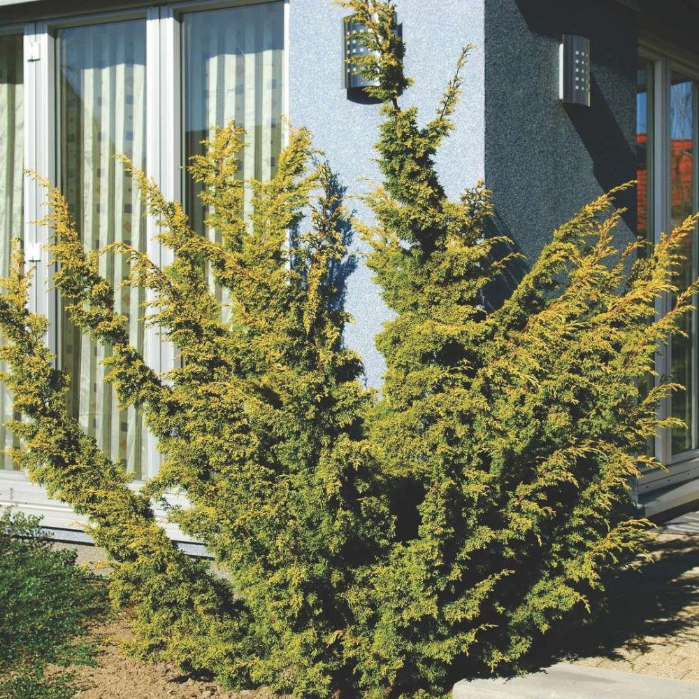 Можжевельник китайский "Плюмоза Ауреа" (Juniperus chinensis "Plumosa Aurea")