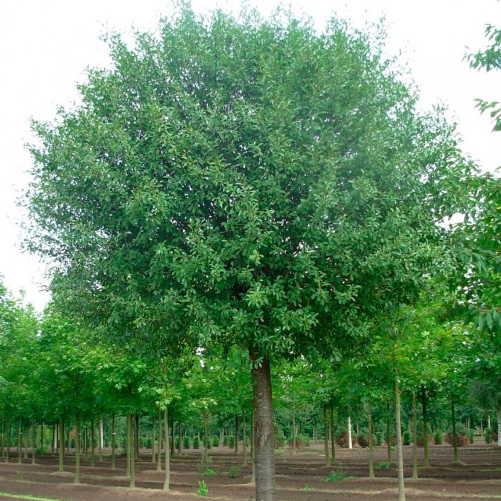 Вишня кустарниковая "Глобоза" (Prunus fruticosa "Globosa")