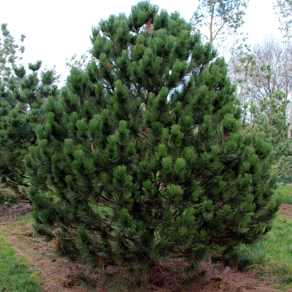 Сосна Гельдрейха "Сателлит" (Pinus heldreichii "Satellit")