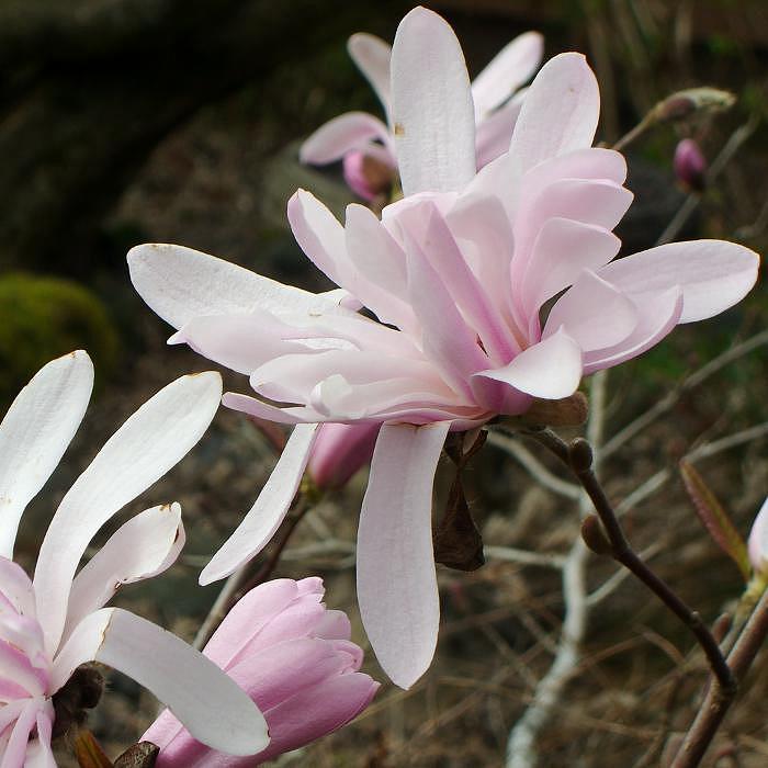 Магнолия зведчатая "Розеа" (Magnolia stellata "Rosea")