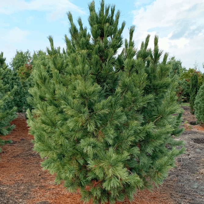 Сосна европейская (Pinus cembra)