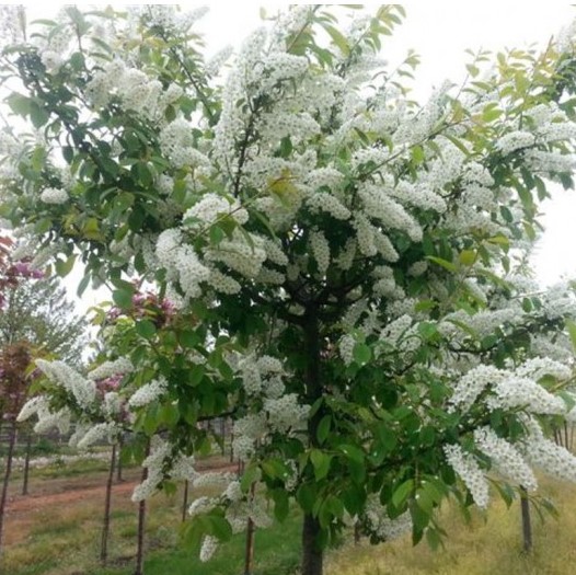 Черемуха обыкновенная (Prunus padus)