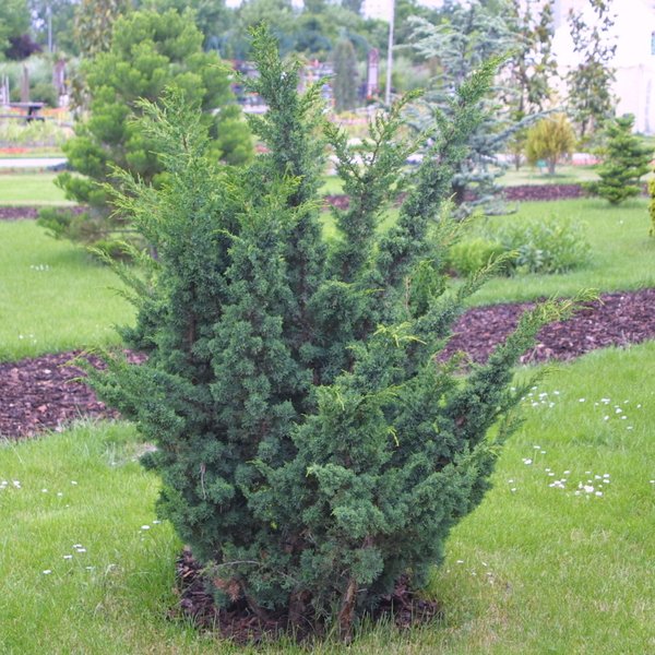 Можжевельник китайский "Блаув" (Juniperus chinensis "Blaauw")