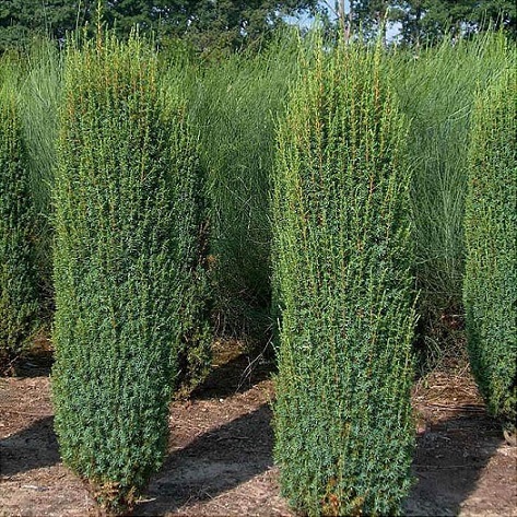 Можжевельник обыкновенный "Хиберника" ф. колонна (Juniperus communis "Hibernica")