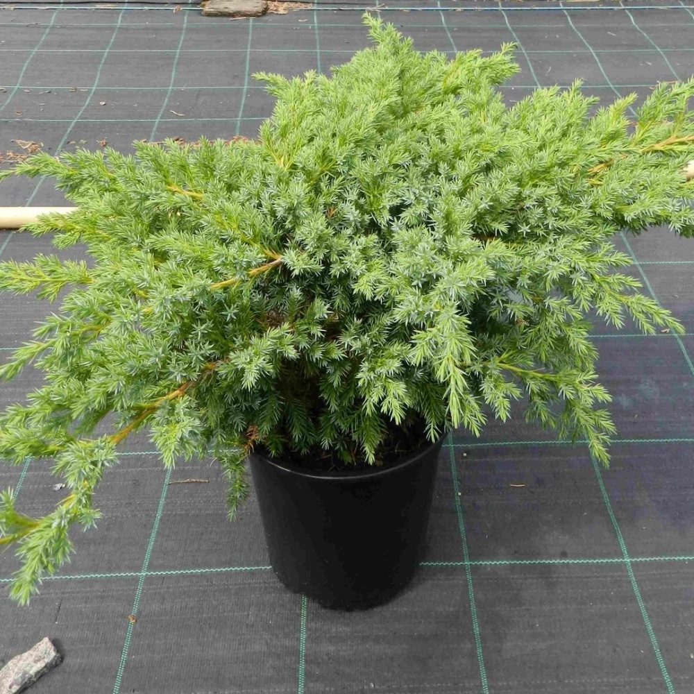 Можжевельник чешуйчатый "Блю Швед" (Juniperus squamata "Blue Shved")