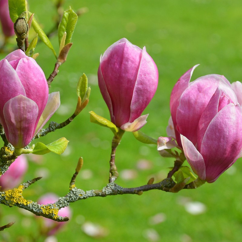 Магнолия Суланжа "Вербаника" (Magnolia soulangeana "Verbanica")