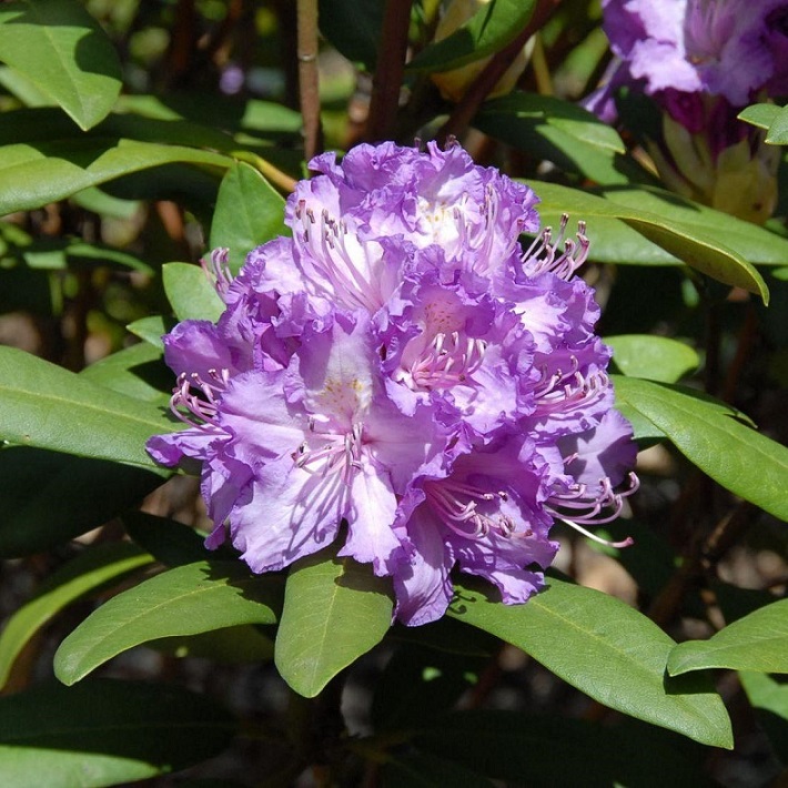 Рододендрон гибридный "Альфред" (Rhododendron hybrid "Alfred")