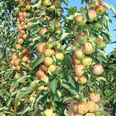 Яблоня колоновидная (5-7 лет) (Malus columpnali)