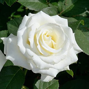 Роза чайно-гибридная "Бьянка" (Rosa Hybrid Tea "Bianca"))