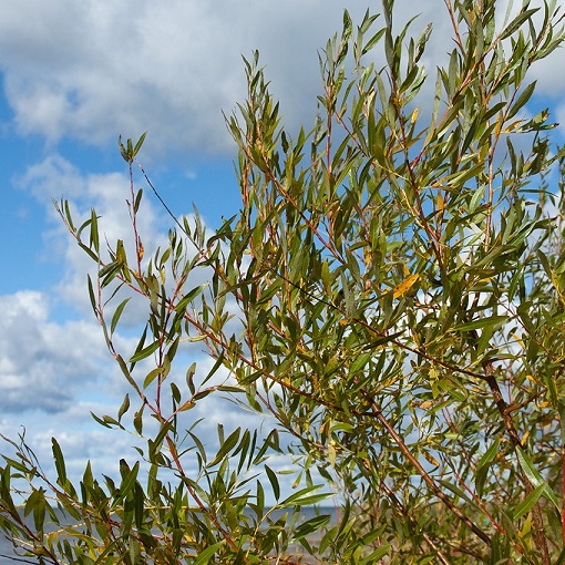 Ива остролистная (красная верба) (Salix acutifolia)
