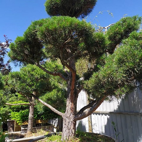 Сосна обыкновенная ф. бонсай (Pinus sylvestris)