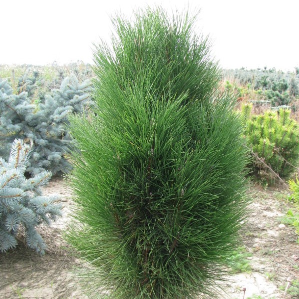 Сосна черная "Грин Рокет" (Pinus nigra "Green Rocket")