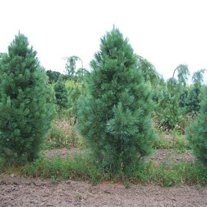 Сосна Веймутова "Фастигиата" (Pinus strobus "Fastigiata")