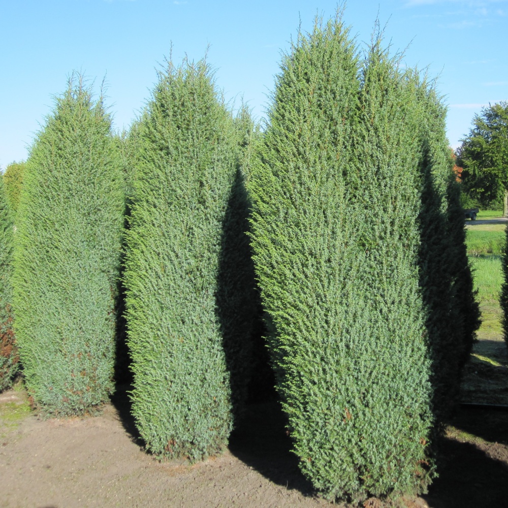 Можжевельник обыкновенный "Хиберника" (Juniperus communis "Hibernica")